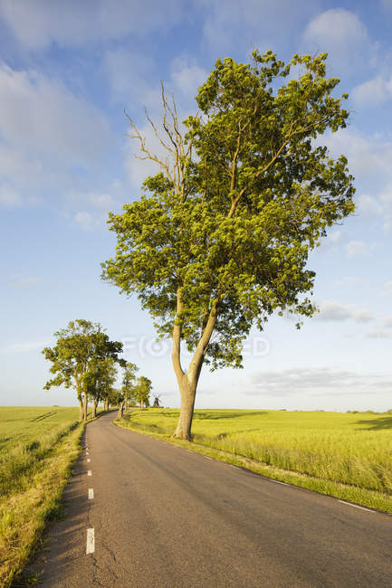 Strada rurale immersa nel verde con alberi — Foto stock