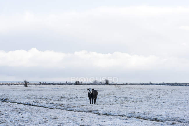 Vaca em pé no campo coberto de neve — Fotografia de Stock