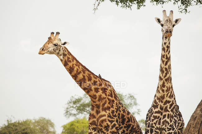 Retrato de duas girafas no parque nacional mikumi — Fotografia de Stock