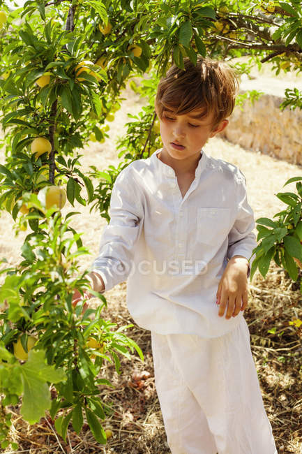 Boy touching fruit tree, selective focus — Stock Photo