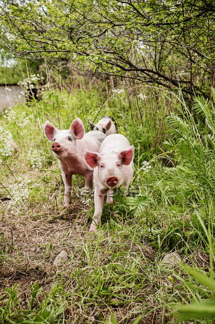 Three piglets in grass, differential focus — Stock Photo