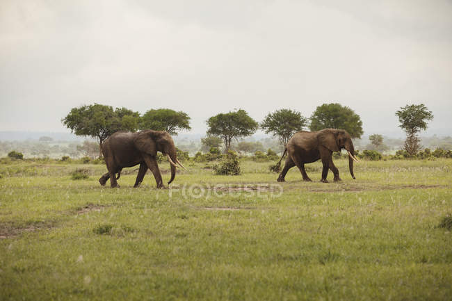 Due elefanti che camminano, parco nazionale di Mikumi — Foto stock