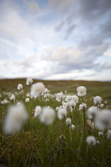 Scenic view of dandelions in meadow, differential focus — Stock Photo