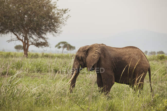 Vista lateral do elefante no parque nacional mikumi — Fotografia de Stock