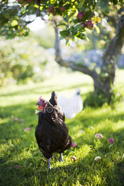 Pollos en la hierba verde exuberante bajo el manzano - foto de stock