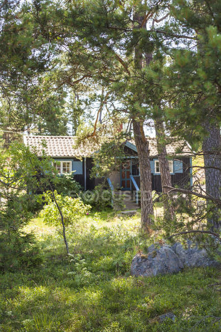 Вид на дом рядом с хвойными деревьями летом — стоковое фото