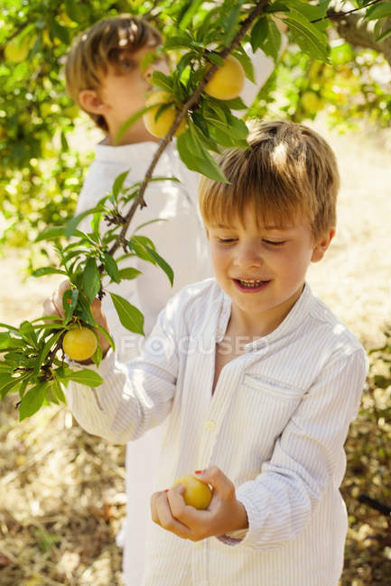 Boys picking up fruits, selective focus — Stock Photo
