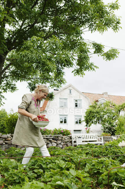 Mujer recogiendo fresas en el jardín contra el exterior del edificio - foto de stock