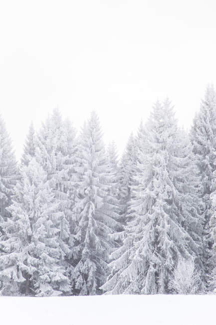 Живописный вид на еловые деревья зимой — стоковое фото