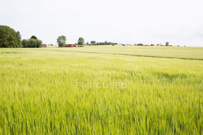 Vue panoramique sur le champ verdoyant en été — Photo de stock