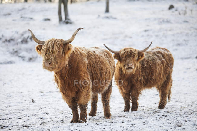 Bovins des Highlands dans la neige, accent sur le premier plan — Photo de stock