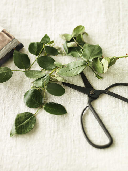 Elevated view of rose leaves and black scissors — Stock Photo