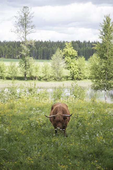 Bulle steht auf einer grünen Wiese mit See im Hintergrund — Stockfoto