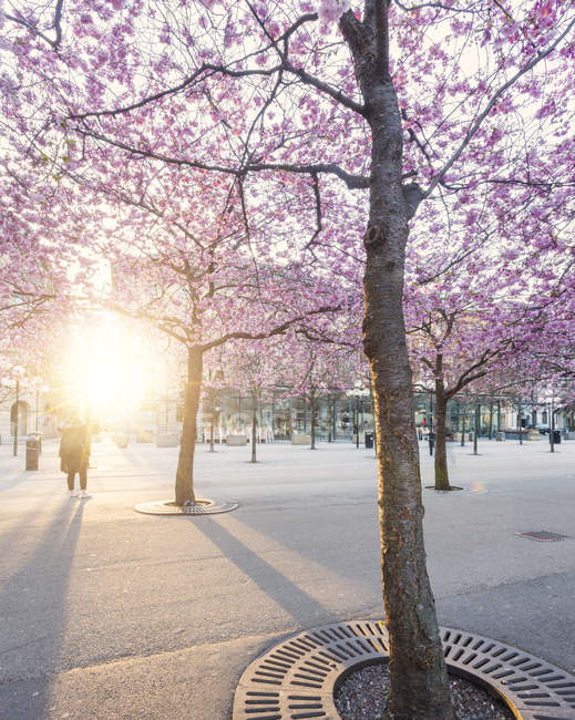 Живописный вид на цветение сакуры весной — стоковое фото