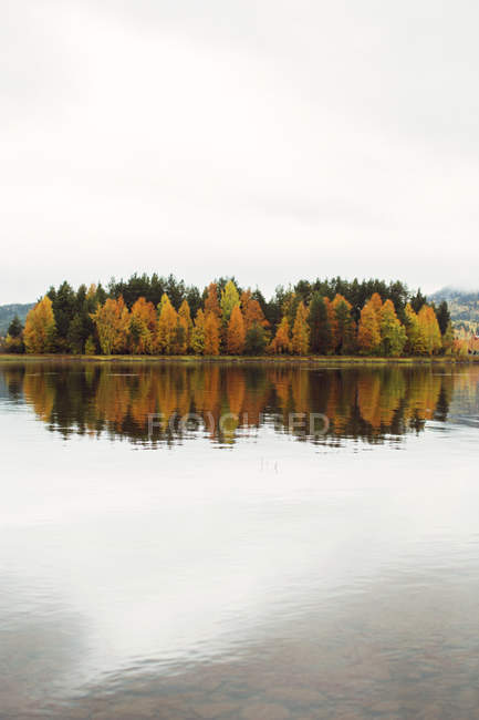 Живописный вид на деревья на острове осенью — стоковое фото