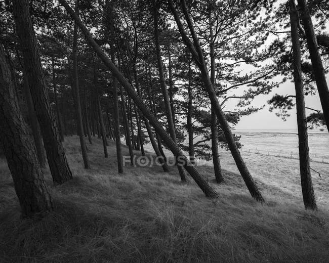 Árvores na floresta no norte da Europa, preto e branco — Fotografia de Stock
