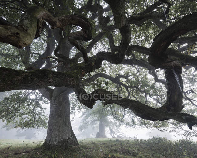 Vue en angle bas du chêne anglais dans le brouillard — Photo de stock