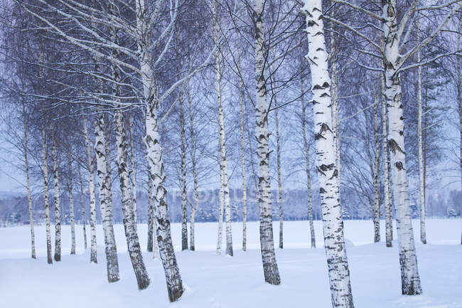 Kahle Bäume der Winterlandschaft, Fokus auf den Vordergrund — Stockfoto