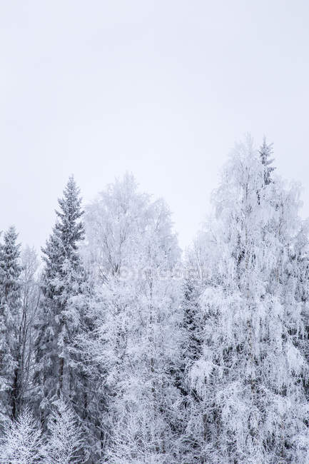 Scenic view of bare trees in snow at winter — Stock Photo