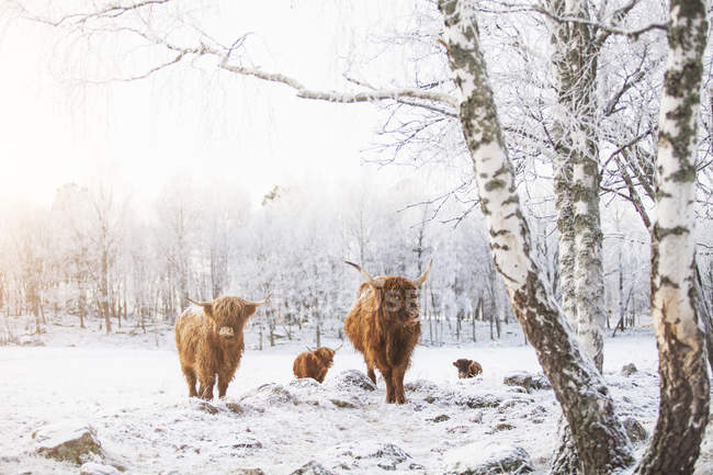 Hochlandrinder in der Nähe von Bäumen im Winter, Skandinavien — Stockfoto