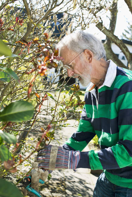 Старший чоловік в рукавичках обрізка дерев, вибірковий фокус — стокове фото