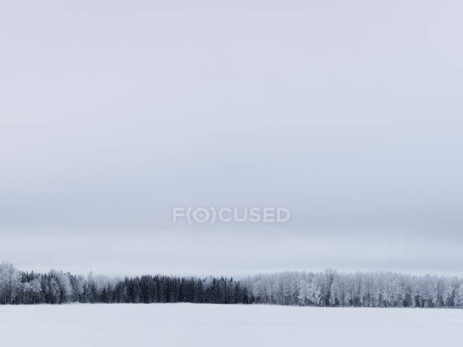 Vue panoramique de la forêt d'hiver sous un ciel lunatique — Photo de stock