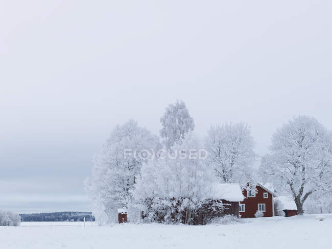 Malerischer Blick auf Bäume im Schnee in der Nähe von Haus bedeckt — Stockfoto