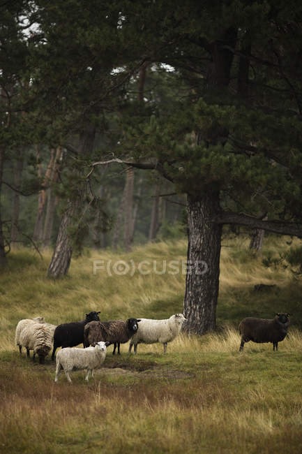 Ovejas en el prado, norte de Europa, enfoque selectivo - foto de stock