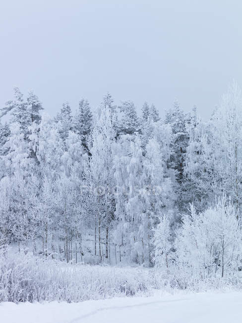 Живописный вид деревьев, покрытых снегом — стоковое фото