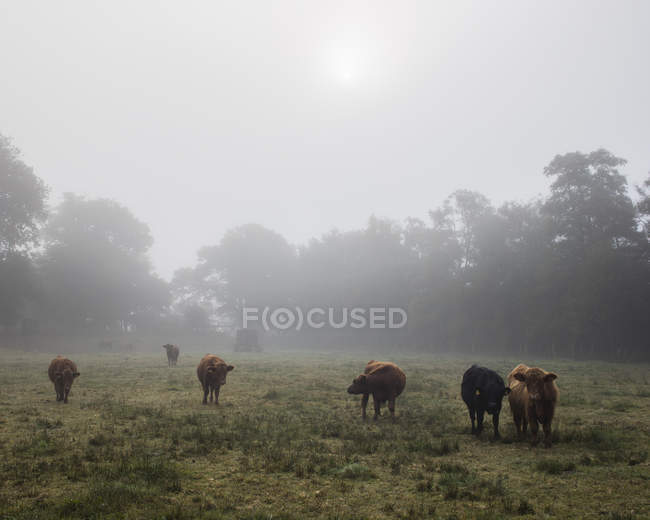 Vacas de pie en los pastos, norte de Europa - foto de stock