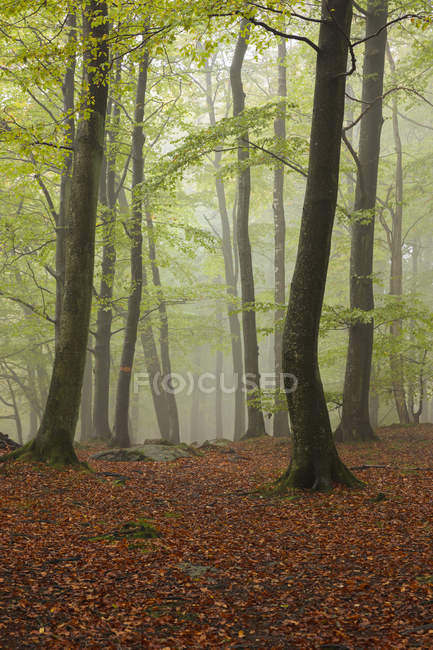Scenic view of autumn forest in fog — Stock Photo