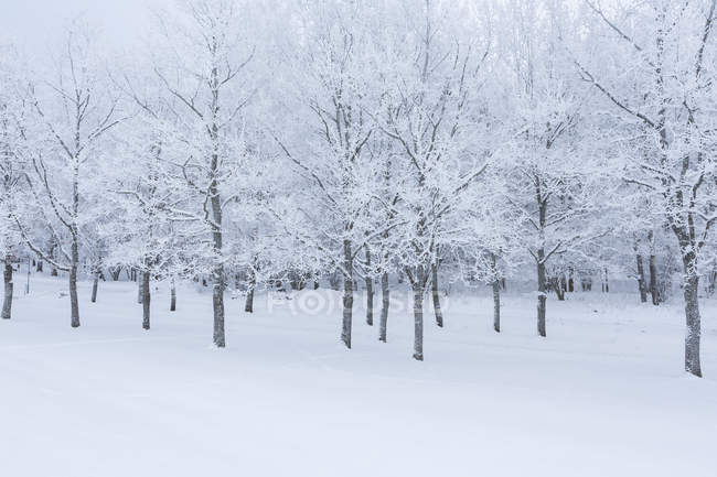 Malerischer Blick auf schneebedeckten Boden — Stockfoto
