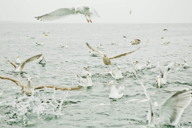 Seagulls by Southern Baltic Sea, selective focus — Stock Photo