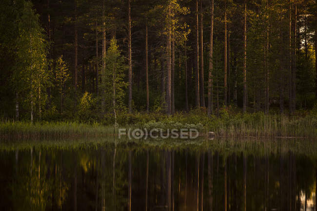 Forêt par rivière dans le comté de Vasterbotten — Photo de stock