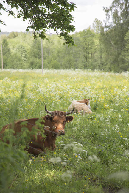 Touros em pé no prado verde — Fotografia de Stock