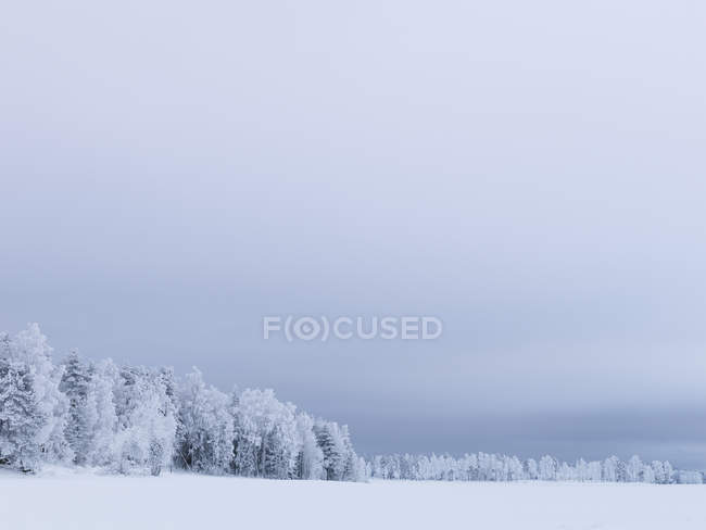 Forêt sous un ciel dramatique en hiver, Suède — Photo de stock