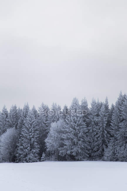 Мальовничий вид на ліс взимку, швеція — стокове фото