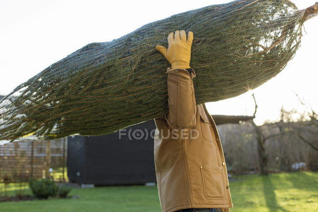 Side view of man carrying christmas tree — Stock Photo