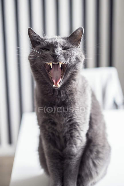 Graue Katze miaut, selektiver Fokus — Stockfoto