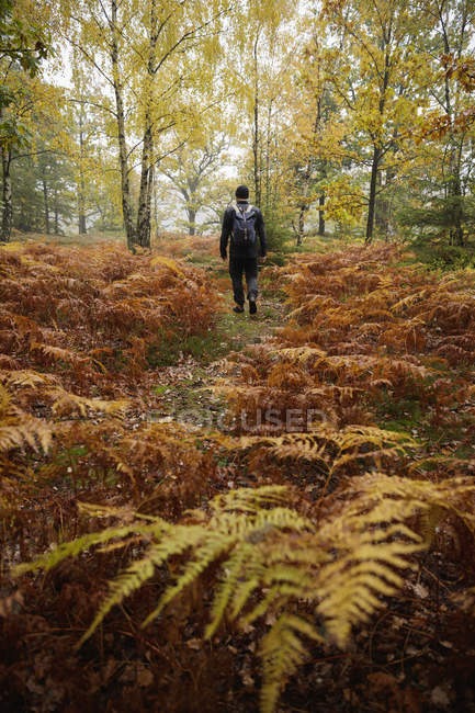 Visão traseira do homem adulto médio caminhadas na floresta — Fotografia de Stock