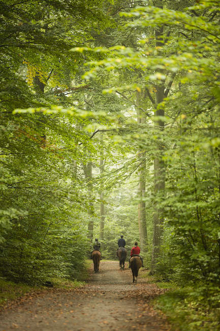 Вид сзади на трех человек верховая езда в лесу — стоковое фото