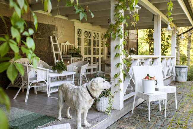 Білий собака на терасі, вибірковий фокус — стокове фото