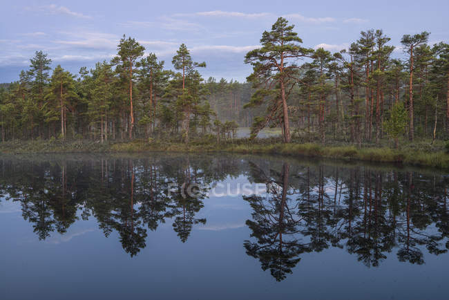 Vue panoramique sur le lac en forêt en été — Photo de stock