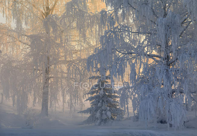 Malerischer Blick auf den Wald im Winter, selektiver Fokus — Stockfoto