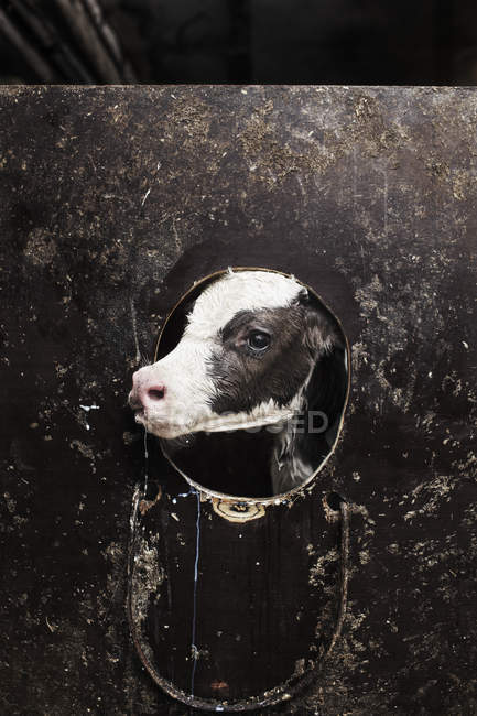 Крупный план коровы, селективная фокусировка — стоковое фото