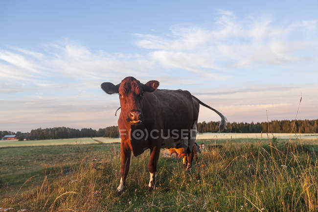 Vue panoramique de la vache au pré en été — Photo de stock