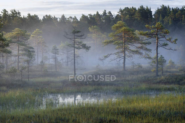 Vue panoramique sur la forêt en été, mise au point sélective — Photo de stock
