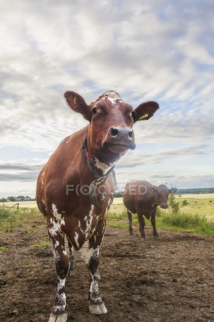 Мальовничий вид на корів на лузі влітку — стокове фото