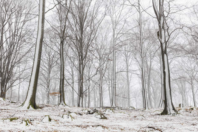 Vue panoramique sur la forêt en hiver, mise au point sélective — Photo de stock