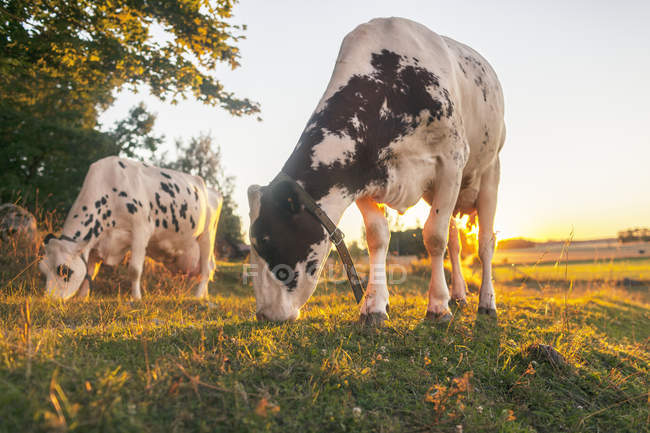 Vista panorâmica das vacas no prado no verão — Fotografia de Stock